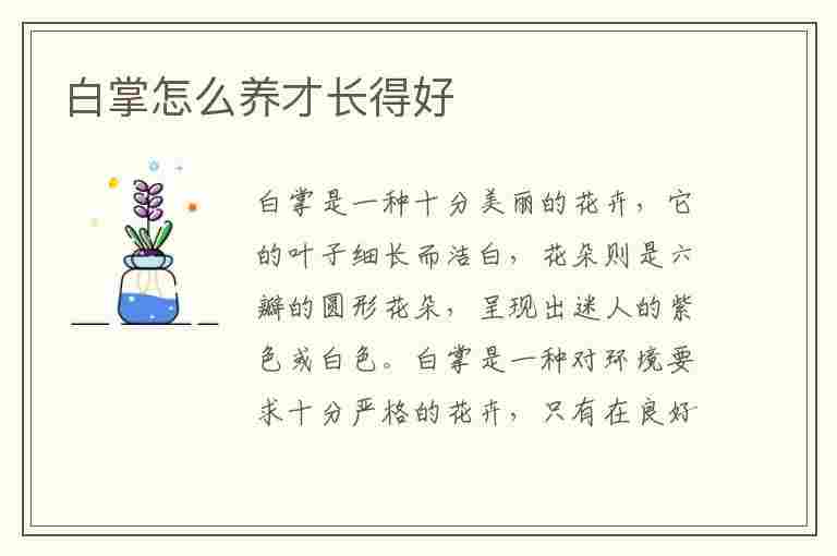 白掌怎么养才长得好(白掌怎么养才长得好看)